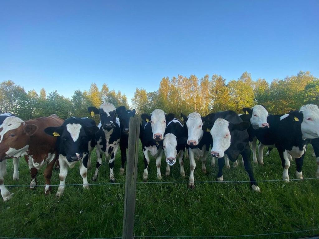 Mysig Stuga Naera Vingard & Spa